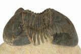 Paralejurus Trilobite - Lghaft, Morocco #186749-3